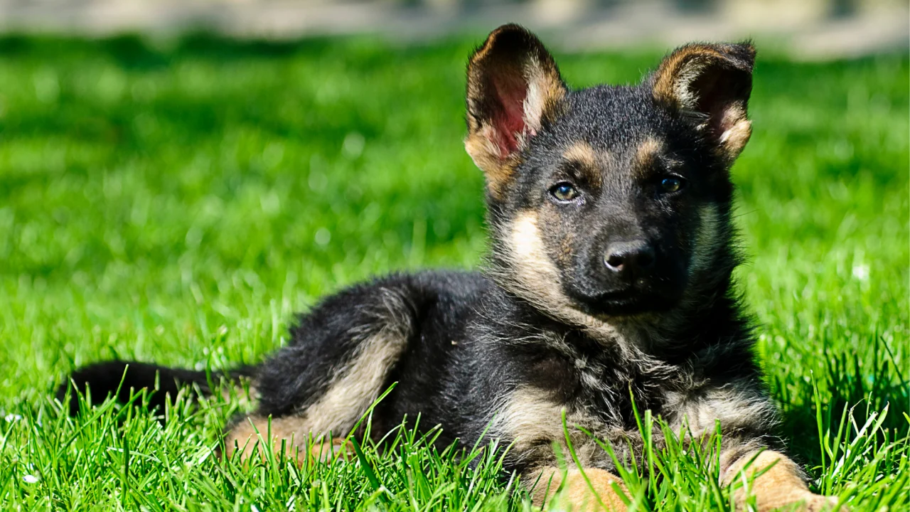 Ultimate German Shepherd Puppies Guide: Tips & Advice